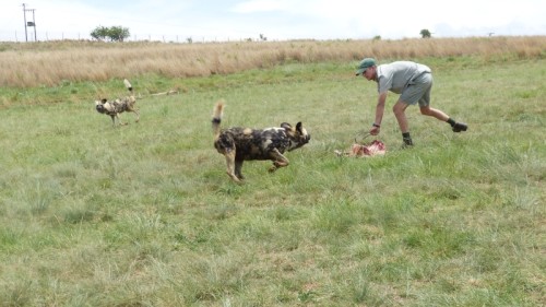 Fuetterung-02-Wild-Dogs