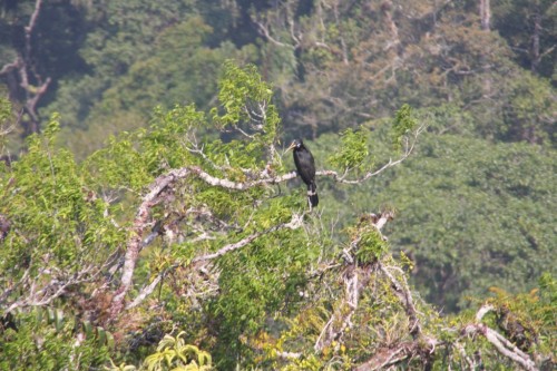 Genting Highlands Resort 08 - Vogel im Regenwald