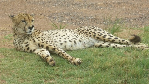 Raubtiere 04 - Gepard