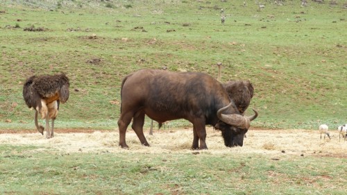 Tiere-01-Straußen-und-Hoernervieh