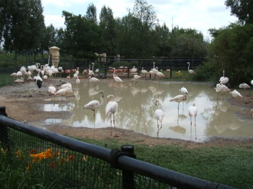 Vogelpark 01 - Flamingos