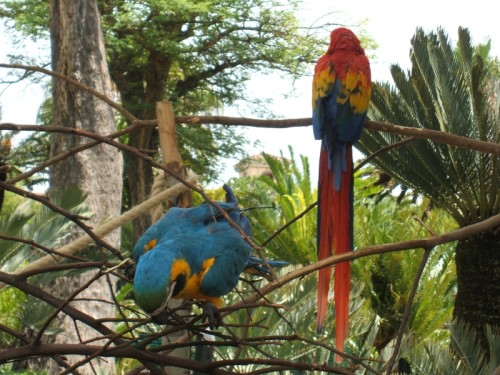 Vogelpark-03-Plappermaeuler