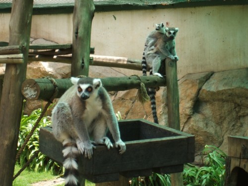 Vogelpark 04 - Madagaskar